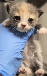 Shelter Stray Female Cat last seen E Mountain View Ave & CA-43, Selma Zone Fresno CO 3 93662, CA, Fresno, CA 93706