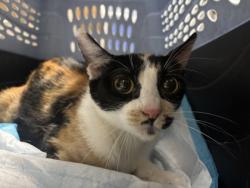 Shelter Stray Female Cat last seen , CA , Oakland, CA 94601