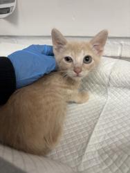 Shelter Stray Male Cat last seen , CA , Oakland, CA 94601