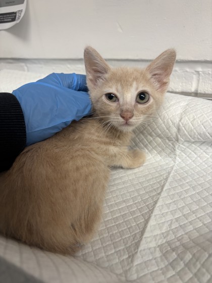 Shelter Stray Male Cat last seen , CA , Oakland, CA 94601
