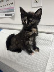Shelter Stray Female Cat last seen , CA , Oakland, CA 94601