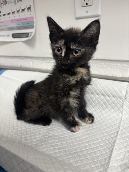 Shelter Stray Female Cat last seen , CA , Oakland, CA 94601