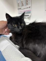Shelter Stray Male Cat last seen , CA , Oakland, CA 94601