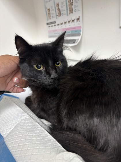 Shelter Stray Male Cat last seen , CA , Oakland, CA 94601