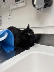 Shelter Stray Male Cat last seen , CA , Oakland, CA 94601