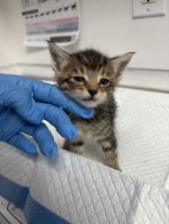 Shelter Stray Female Cat last seen , CA , Oakland, CA 94601