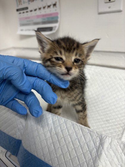Shelter Stray Female Cat last seen , CA , Oakland, CA 94601