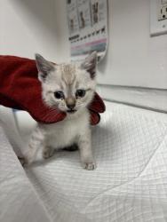 Shelter Stray Female Cat last seen , CA , Oakland, CA 94601