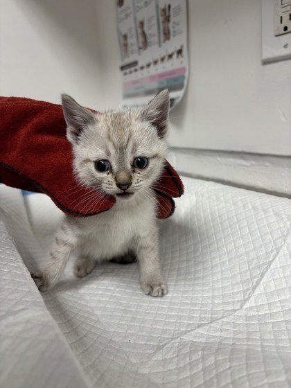 Shelter Stray Female Cat last seen , CA , Oakland, CA 94601