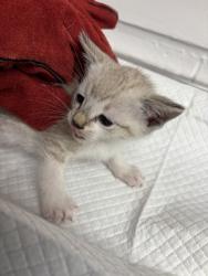 Shelter Stray Male Cat last seen , CA , Oakland, CA 94601