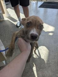 Shelter Stray Male Dog last seen , TX , Fort Worth, TX 76119