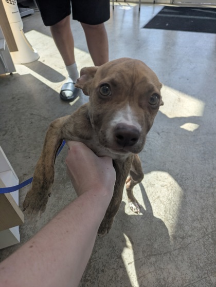 Shelter Stray Male Dog last seen , TX , Fort Worth, TX 76119