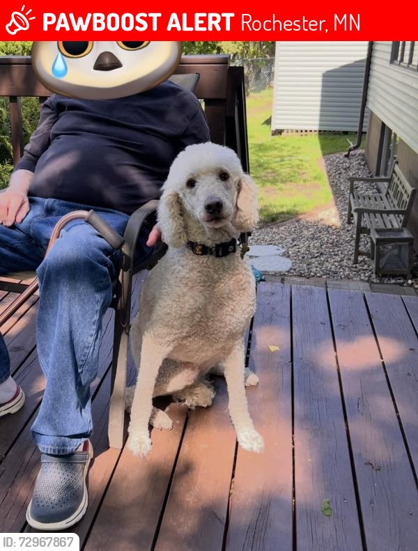 Lost Male Dog last seen John Adams Middle School, Rochester, MN 55901