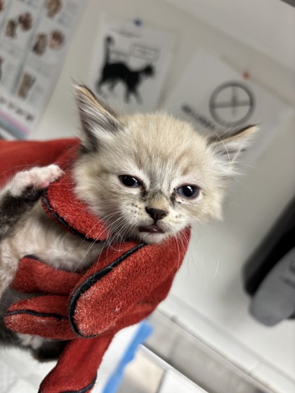 Shelter Stray Male Cat last seen , CA , Oakland, CA 94601