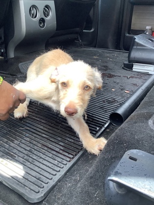 Shelter Stray Unknown Dog last seen , TX , Fort Worth, TX 76119