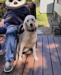 Lost Male Dog last seen John Adams Middle School, Rochester, MN 55901