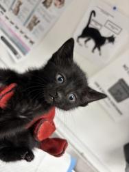 Shelter Stray Female Cat last seen , CA , Oakland, CA 94601