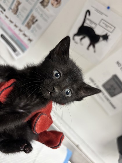 Shelter Stray Female Cat last seen , CA , Oakland, CA 94601