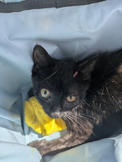 Shelter Stray Male Cat last seen , TX , Fort Worth, TX 76119