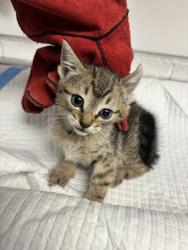 Shelter Stray Male Cat last seen , CA , Oakland, CA 94601