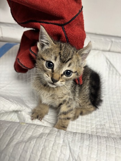 Shelter Stray Male Cat last seen , CA , Oakland, CA 94601
