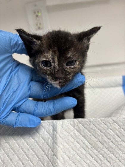 Shelter Stray Female Cat last seen , CA , Oakland, CA 94601