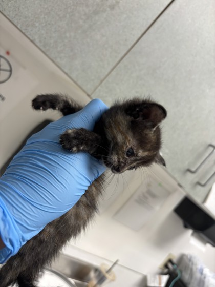 Shelter Stray Female Cat last seen , CA , Oakland, CA 94601