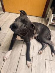 Shelter Stray Female Dog last seen Charleston, SC 29492, North Charleston, SC 29406