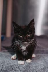 Shelter Stray Female Cat last seen North Charleston, SC 29406, North Charleston, SC 29406