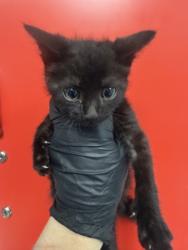 Shelter Stray Female Cat last seen Goose Creek, SC 29445, North Charleston, SC 29406