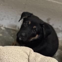 Shelter Stray Female Dog last seen Rancho Cordova, CA 95742, Sacramento, CA 95828