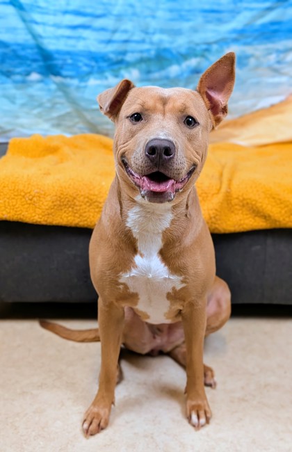 Shelter Stray Female Dog last seen DeSoto, TX 75115, Cedar Hill, TX 75104