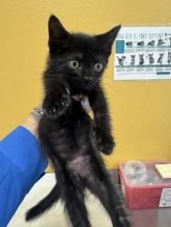 Shelter Stray Female Cat last seen Near Sybil Dr., 75149, TX, Mesquite, TX 75149