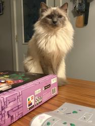 Lost Female Cat last seen Beam Ave and Duluth Street, Maplewood MN , Maplewood, MN 55109