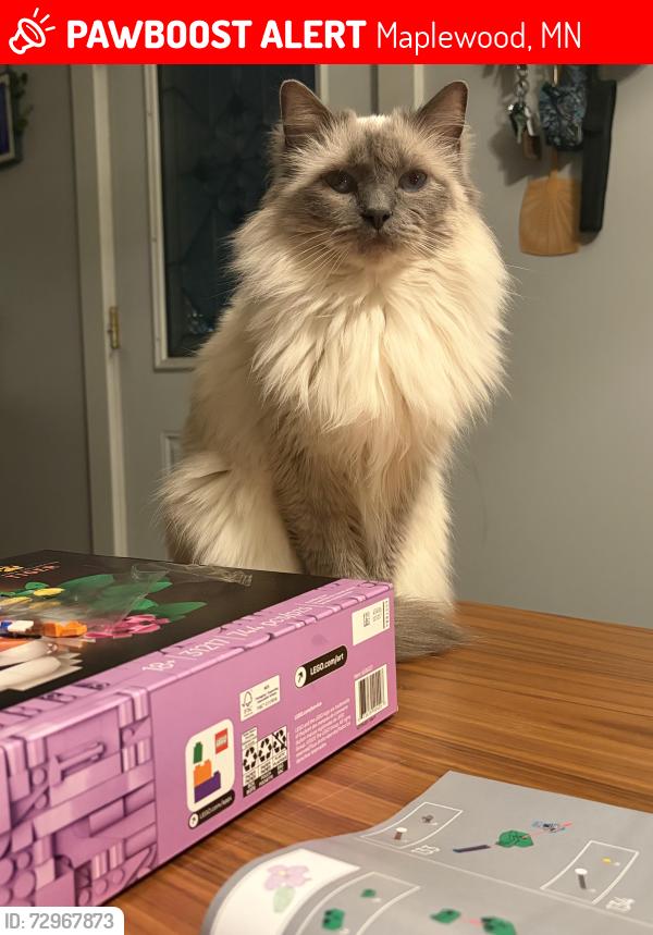 Lost Female Cat last seen Beam Ave and Duluth Street, Maplewood MN , Maplewood, MN 55109