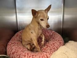 Shelter Stray Male Dog last seen Round Rock, TX 78665, Georgetown, TX 78626