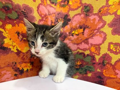 Shelter Stray Male Cat last seen College Station, TX 77840, Bryan, TX 77807