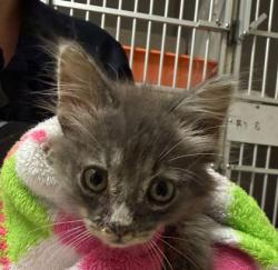 Shelter Stray Male Cat last seen Holleman Dr & Jones Butler Rd, City of College Station, TX, 5359 Leonard Rd, Bryan, TX 77807, USA