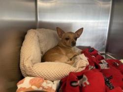 Shelter Stray Male Dog last seen Georgetown, TX 78628, Georgetown, TX 78626