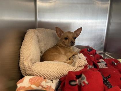Shelter Stray Male Dog last seen Georgetown, TX 78628, Georgetown, TX 78626