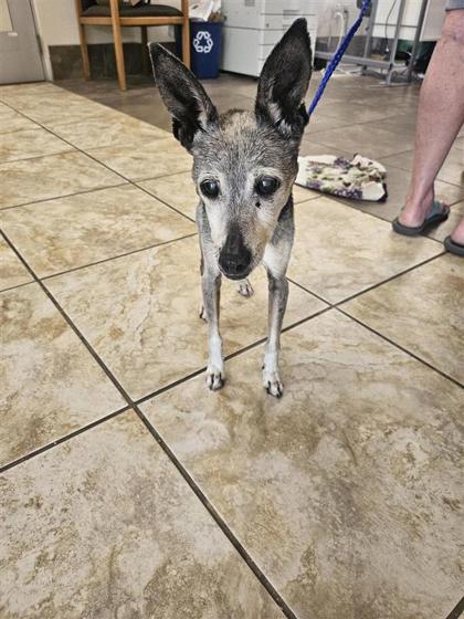 Shelter Stray Male Dog last seen Liberty Hill, TX 78642, Georgetown, TX 78626