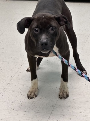 Shelter Stray Female Dog last seen Gulfport, MS , Gulfport, MS 39501