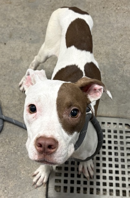 Shelter Stray Female Dog last seen Cleveland, OH 44110, Cleveland, OH 44102