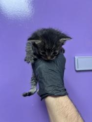 Shelter Stray Male Cat last seen Near loma del sol dr, CITY of El Paso, TX, Fort Bliss, TX 79906