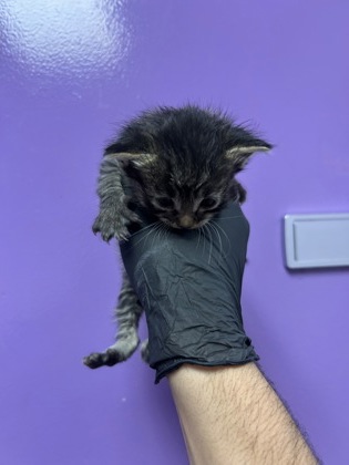 Shelter Stray Male Cat last seen Near loma del sol dr, CITY of El Paso, TX, Fort Bliss, TX 79906