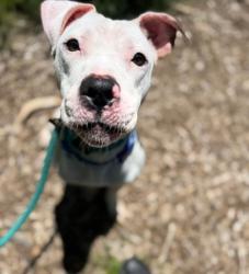 Shelter Stray Female Dog last seen Near Lyndhurst st, 21229, MD, Baltimore, MD 21230