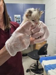 Shelter Stray Female Cat last seen Near Park Heights Ave, 21215, MD, Baltimore, MD 21230