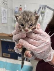 Shelter Stray Female Cat last seen Near Park Heights Ave, 21215, MD, Baltimore, MD 21230