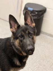 Shelter Stray Male Dog last seen Knoxville, TN 37931, Knoxville, TN 37919