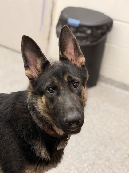 Shelter Stray Male Dog last seen Knoxville, TN 37931, Knoxville, TN 37919